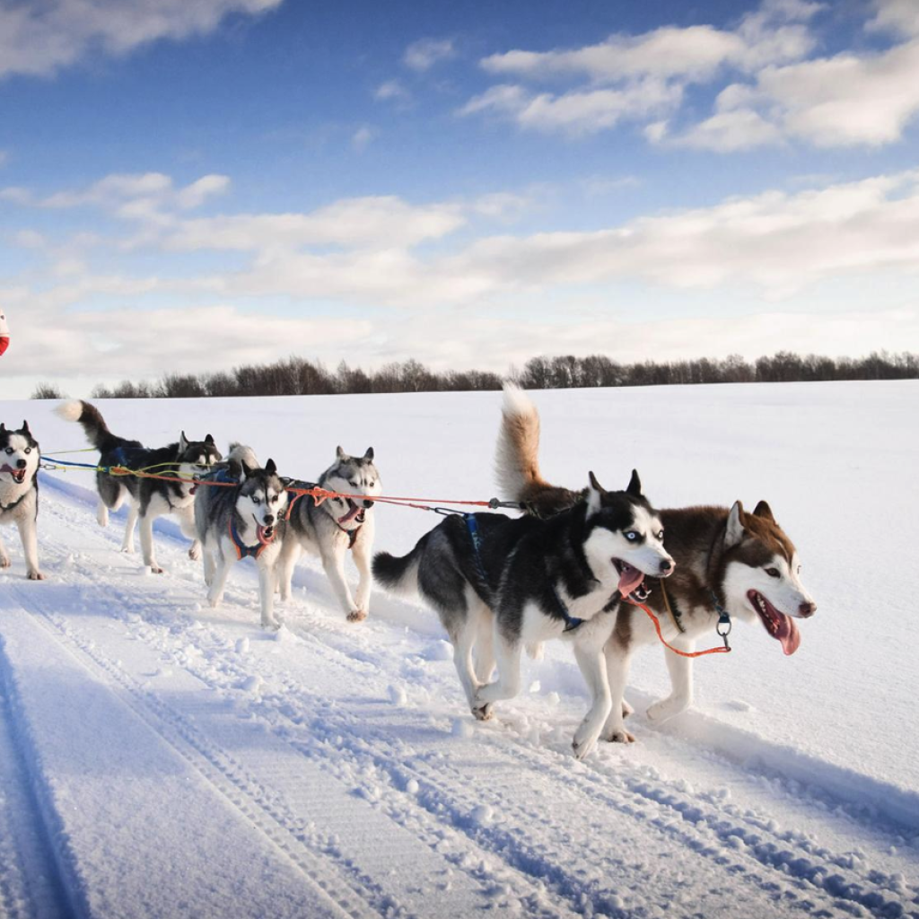 Alaska Interior Shore Excursions