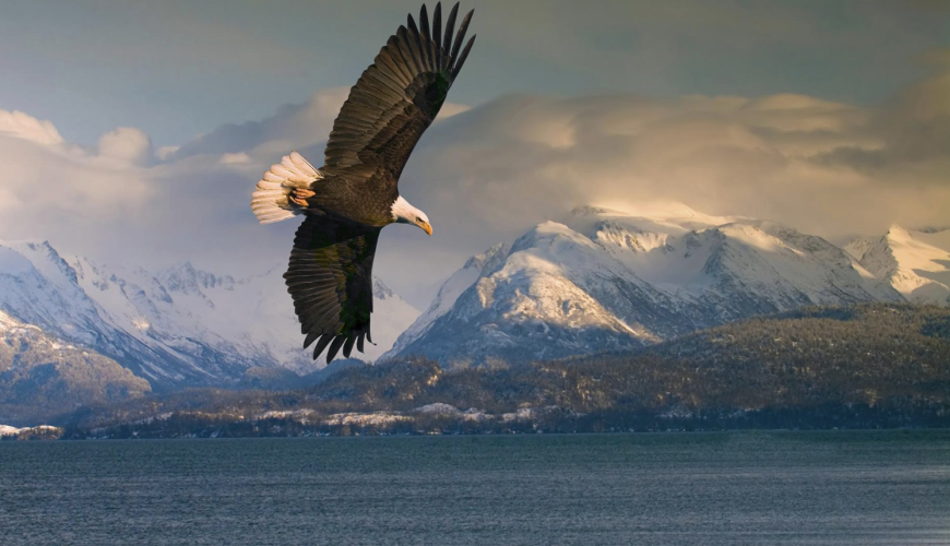 Haines Shore Excursions