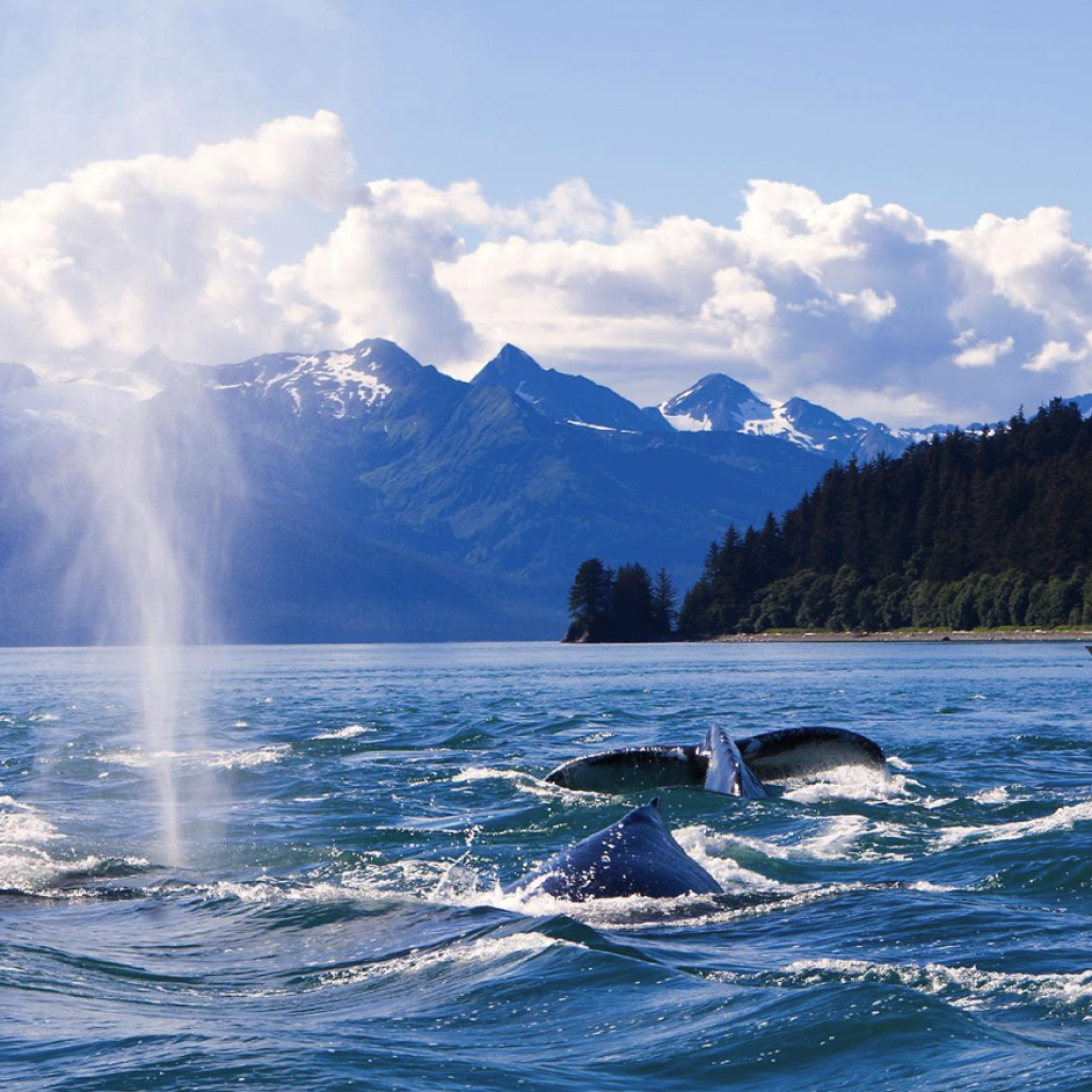 Alaska Whale Watching